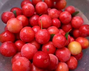 Beautiful and tasty summer fruits, cherry plum - a small round plum, bright raspberry red color, harvested in the garden, cherry plum, wet after rain, alycha, myrobalan plum