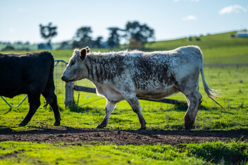 Cows eating in a meadow. 