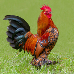 Proud Rooster