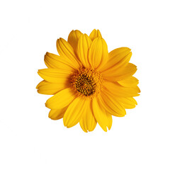 Heliopsis yellow flower on a white background