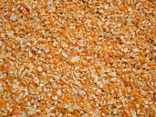 corn seed for background, corn for animal feed