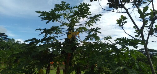 Fototapeta premium natural green vegetable seen