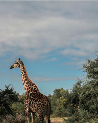 giraffe walking 