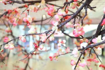 flowers Decor 