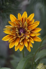 Rudbeckia is a beautiful flower of summer.
ornamental plant with yellow-brown marginal false-lingual flowers and violet-brown