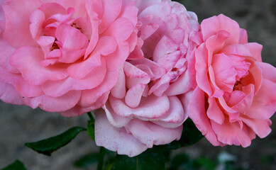 pink rose in the garden