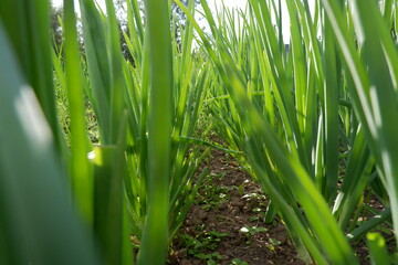 Fresh spring onions
