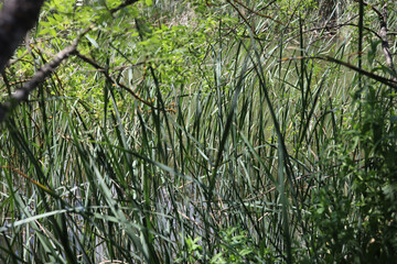 Fototapeta premium El Pardo, Rio. Manzanares