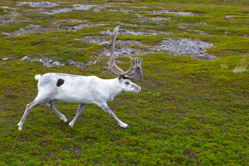 Obraz premium White Deer runs along the tundra, Norway