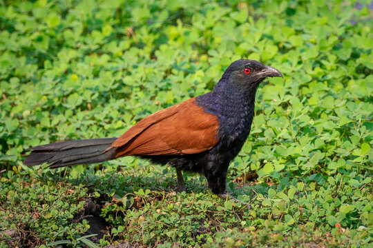 Image of Greater coucal bird or Crow pheasant bird(Centropus sinensis) on nature background. Bird. Animals.