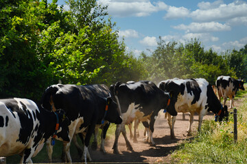 Fototapeta premium Black and white cows in a meadow, photo made in Weert the Netherlands