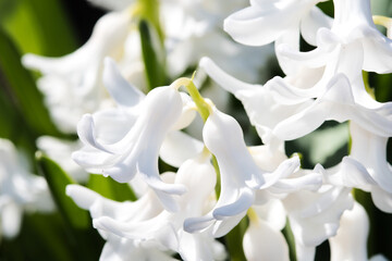 Close up of white hyacinth photo made in Weert the Netherlands