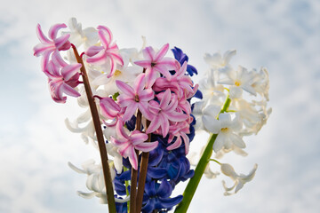 A blue, pink and a white hyacinth on a white background, photo made in Weert the Netherlands