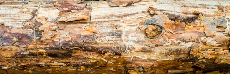 Long banner Tree bark. Horizontal tree trunk in the forest. fence log, texture