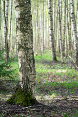 Obraz premium Beautiful birch tree trunk on the foreground with the spring forest on the background in the sunny morning
