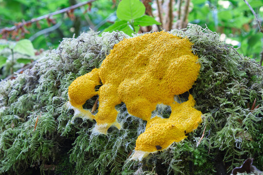 Fuligo septica Dogs Vomit slime mold growing on moss in woodland