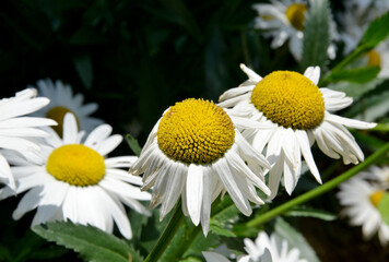 white daisy in the garden