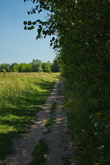 Country forest roads in the vicinity of the village of Ubor.