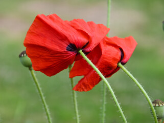 2 Poppy's bending for the wind, close up photo made in Weert the Netherlands