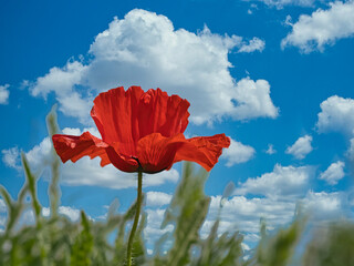 Red poppy with a blue sky and clouds background, photo made in Weert the Netherlands