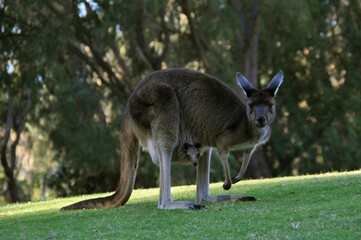 Naklejka na ściany i meble Grey western kangaroo with a tiny joey in her pouch