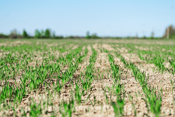 Young green small wheat or oat or rye seedlings growing on a agricultural field in spring lit by morning sun. Rows of rye sprouts growing in the soil