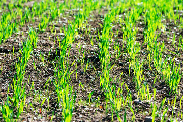 Young green small wheat or oat or rye seedlings growing on a agricultural field in spring lit by morning sun. Rows of rye sprouts growing in the soil