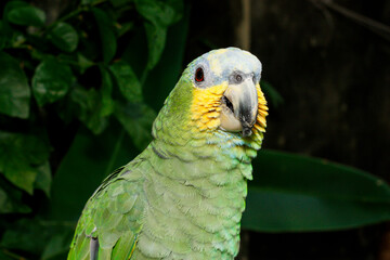 Retrato isolado de papagaio brasileiro em close up