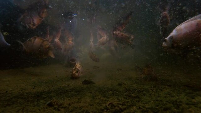 fish pond with white Nile Tilapia inside part 1