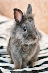 Gray bunny fluffy rabbit baby sitting on carpet. Portrait of cute domestic tiny bunny rabbit cub at home closeup. Sweet grey little bunny animal inside in house. Cute small fur angora rabbit baby pet