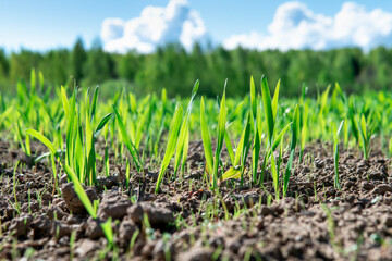 Macro photo of young green small wheat or oat or rye seedlings growing on a agricultural field in spring lit by morning sun. Rows of rye sprouts growing in the soil © Georgy Dzyura