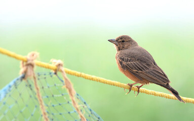 Rufous-tailed lark sitting on a rope