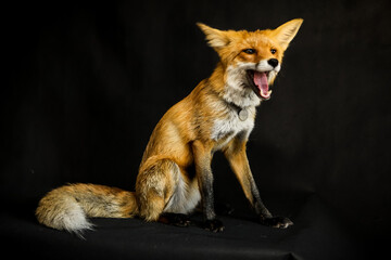 Red fox sits on a black background
