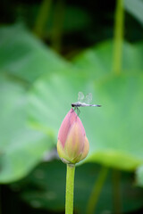大賀ハスの蕾と蜻蛉
