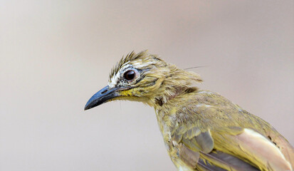 white-browed bulbul portrait