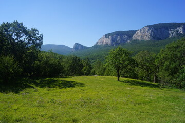 Fototapeta premium Sunny places in the forest in the mountains of the Crimean peninsula