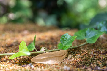 Fresh green leaves on a trailing creeper