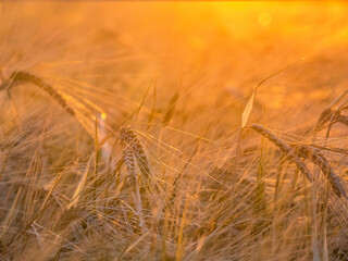Weizenfeld bei Sonnenuntergang