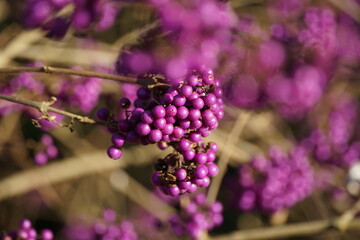 Liebesperlen - Lila Beeren 