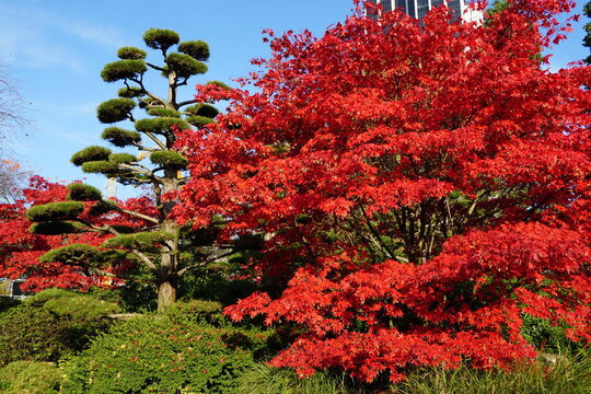 B&auml;ume im Herbst 
