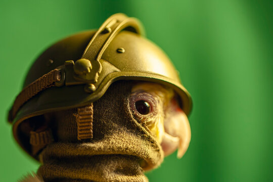 Calopsita com fantasia militar. Passarinho de capacete e balaclava do exército. Retrato de perfil de ave fantasiada.