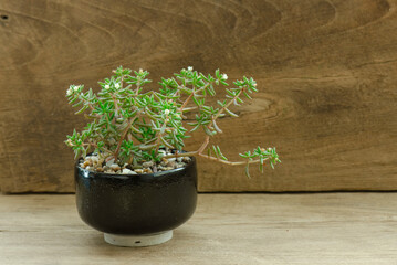 Black Ceramic pot of Crassula Humbertii,tiny green succulent plant with blooming white flower pot on wood desk background