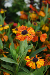 Vertical image of 'Mardi Gras' sneezeweed (Helenium 'Mardi Gras'), also known as Helen's flower or sneezeweed, in flower