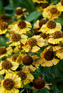 Vertical image of 'Mariachi Fuego' helenium (Helenium 'Mariachi Fuego'), also known as Helen's flower or sneezeweed, in flower