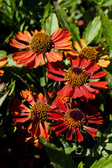 Vertical closeup of the red flowers of 'Mariachi Siesta' helenium (Helenium 'Mariachi Siesta'), also known as Helen's flower or sneezeweed