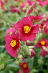 Vertical closeup of the flower of 'Hartswood Ruby' rock rose (Helianthemum 'Hartswood Ruby')