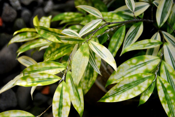 
various types of plants green, yellow, red, purple, white, prickly, sharp, bumpy, patterned, texture