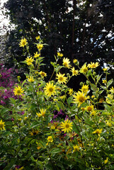 Vertical image of the yellow, daisy-form flowers of 'Lemon Queen' perennial sunflower (Helianthus 'Lemon Queen')