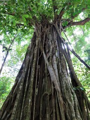 Obraz premium strangler fig