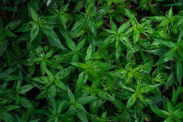 A tree that has been eaten by a worm by a tree. For use in making the background.